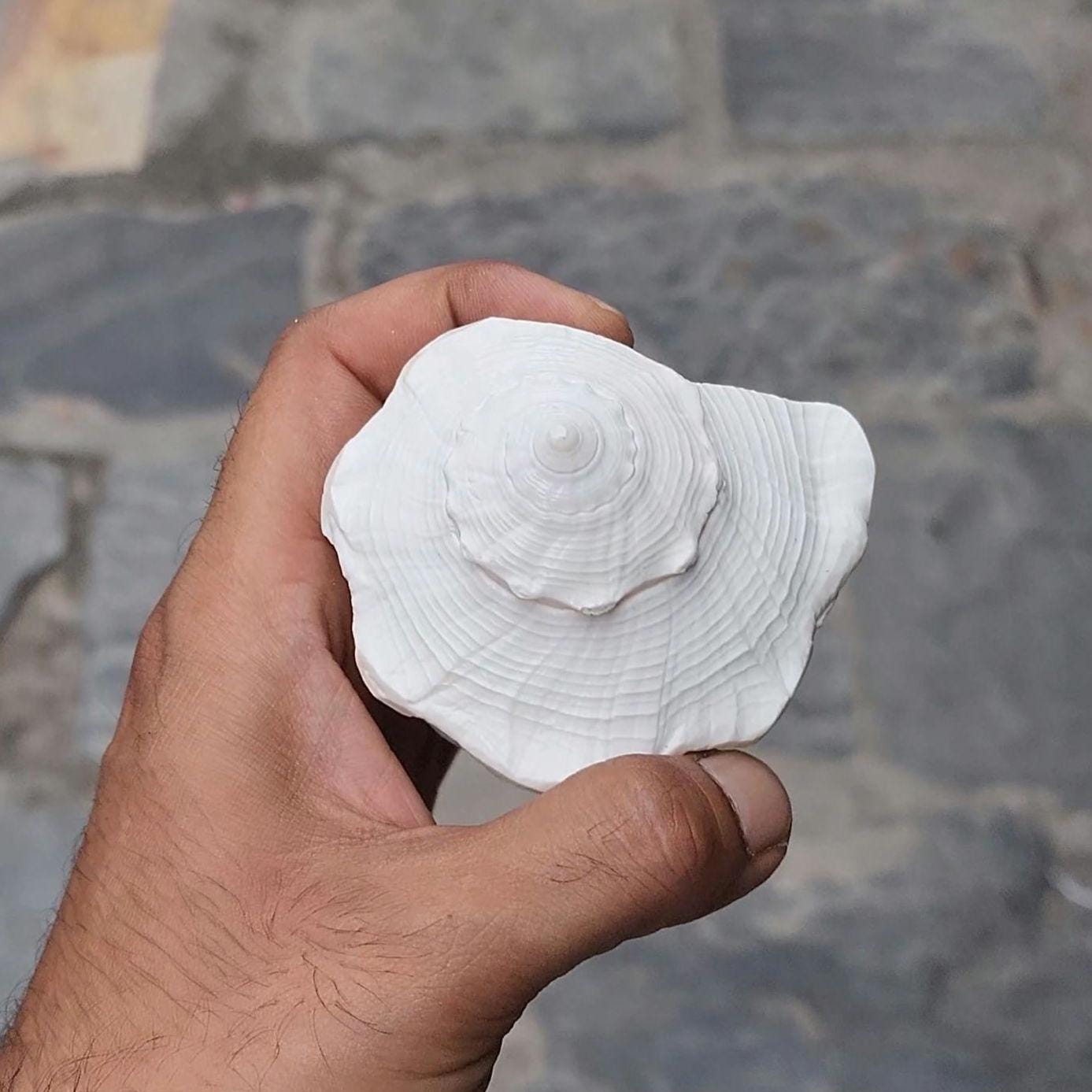Dakshinavarti Conch Shell: Right Hand Shankha for Prosperity & Rituals
