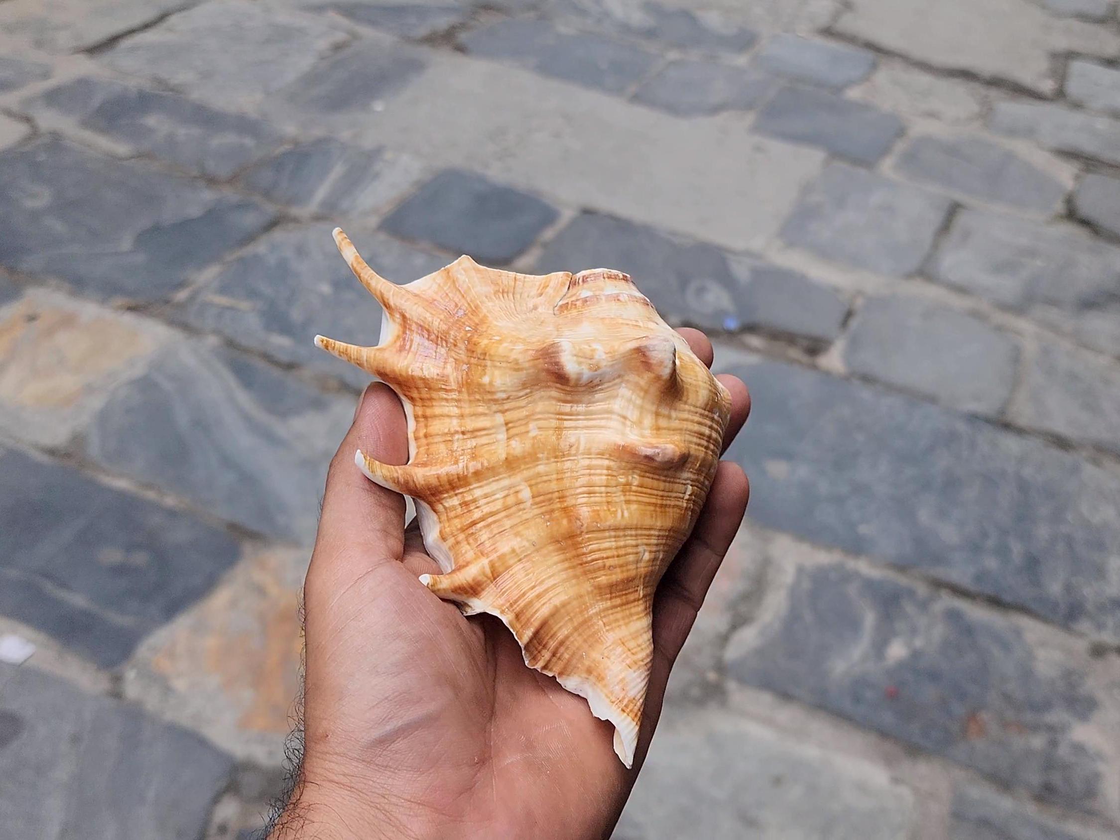 Aura Cleansing Shankha – Sacred Conch Shell For Spiritual Purification, Energy Healing, And Home Decor