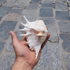 Angel Aura Healing Shankha – Natural Conch Shell For Spiritual And Mental Healing