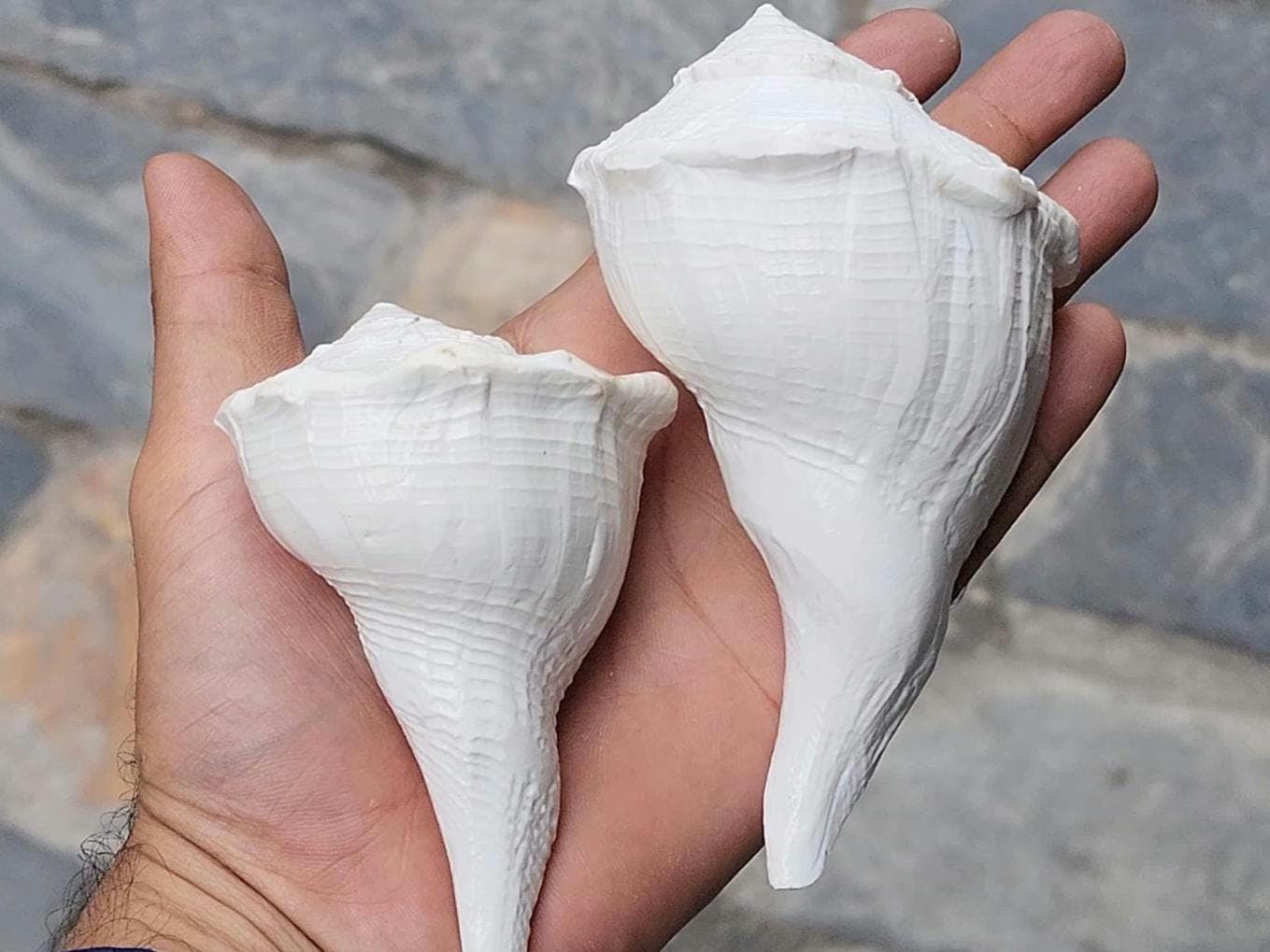 Dakshinavarti Conch Shell: Right Hand Shankha for Prosperity & Rituals