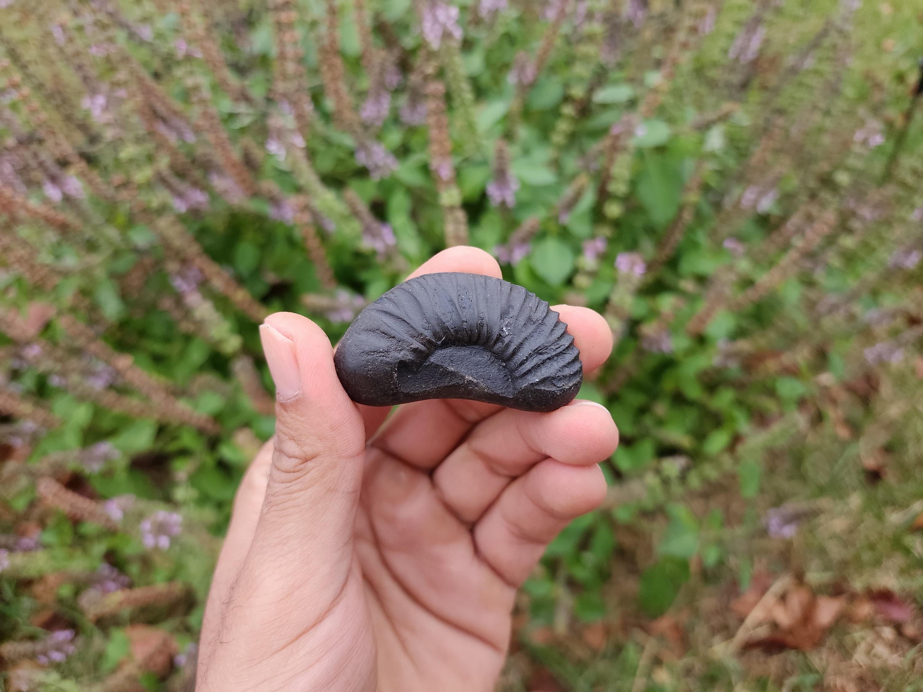 Half Moon Sacred Shaligram Stone Of Divine Balance, Spiritual Energy, And Protection