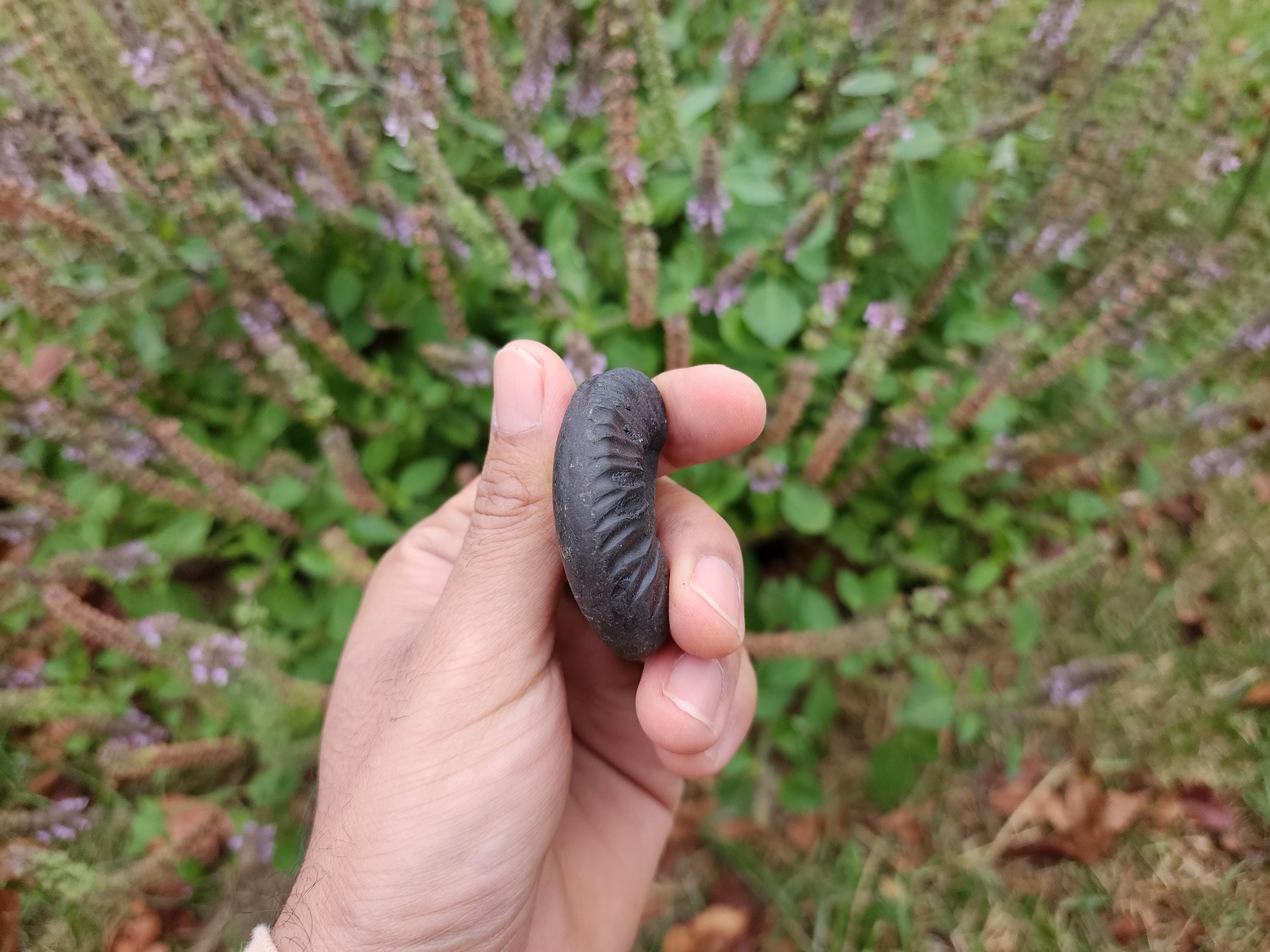 Half Moon Sacred Shaligram Stone Of Divine Balance, Spiritual Energy, And Protection