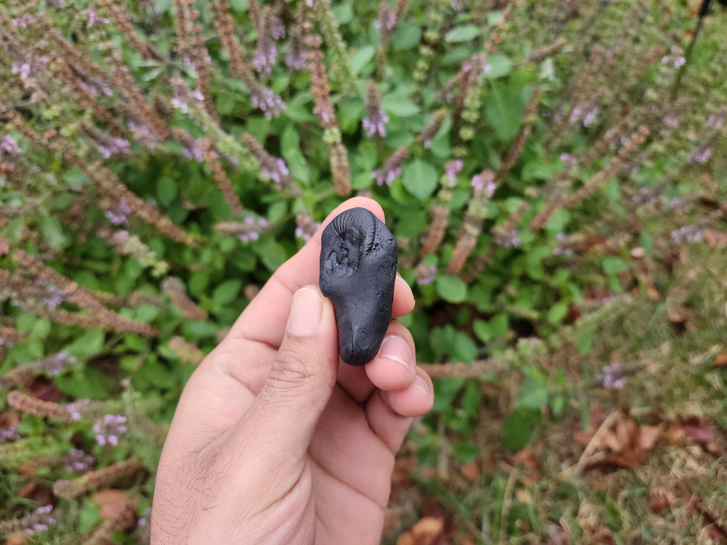 Vishnu Shaligram Stone: Sacred Himalayan Stone for Puja Altar
