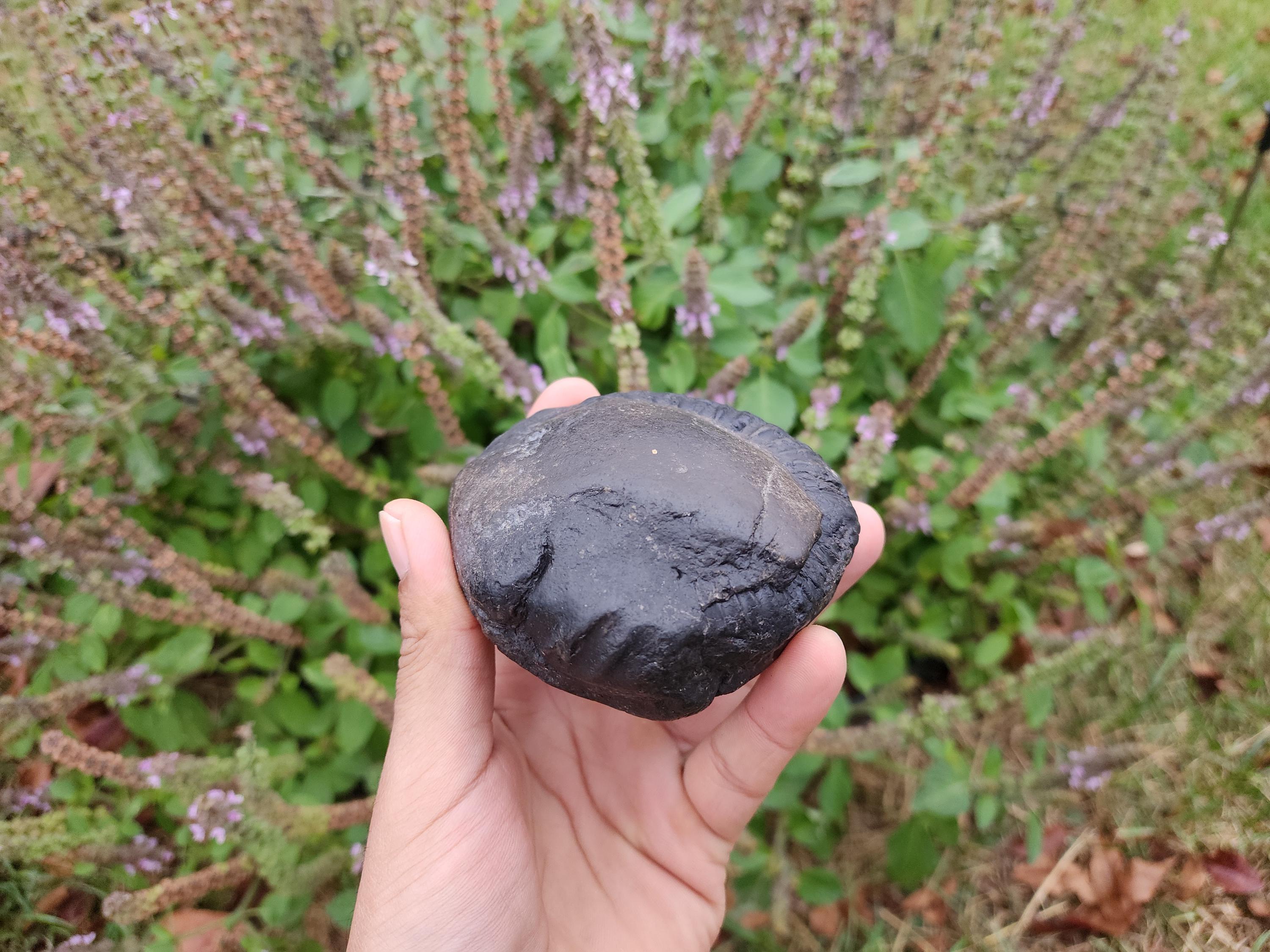 Large Chakra Shaligram Stone: Sacred Vishnu Fossil from Nepal