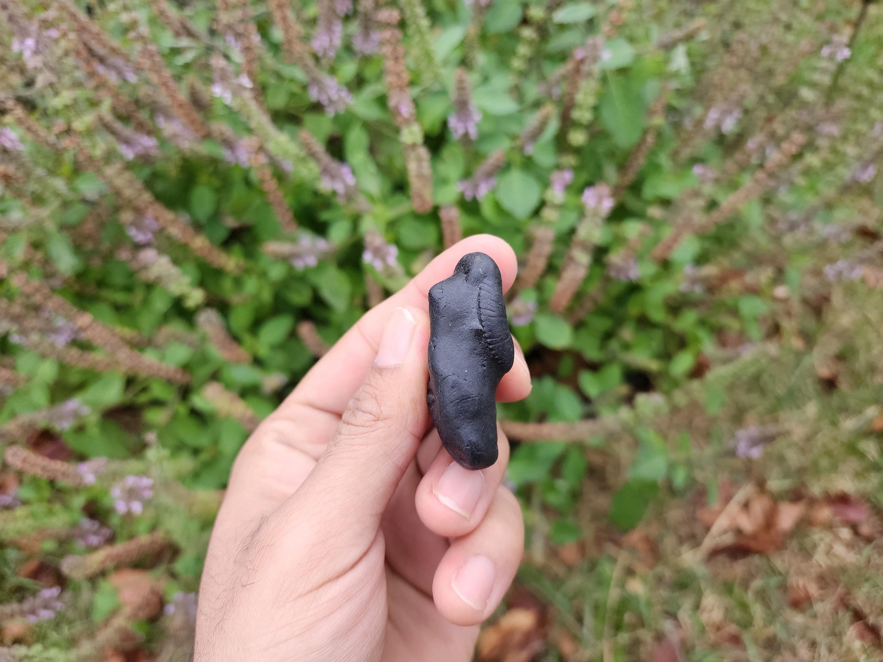 Vishnu Shaligram Stone: Sacred Himalayan Stone for Puja Altar