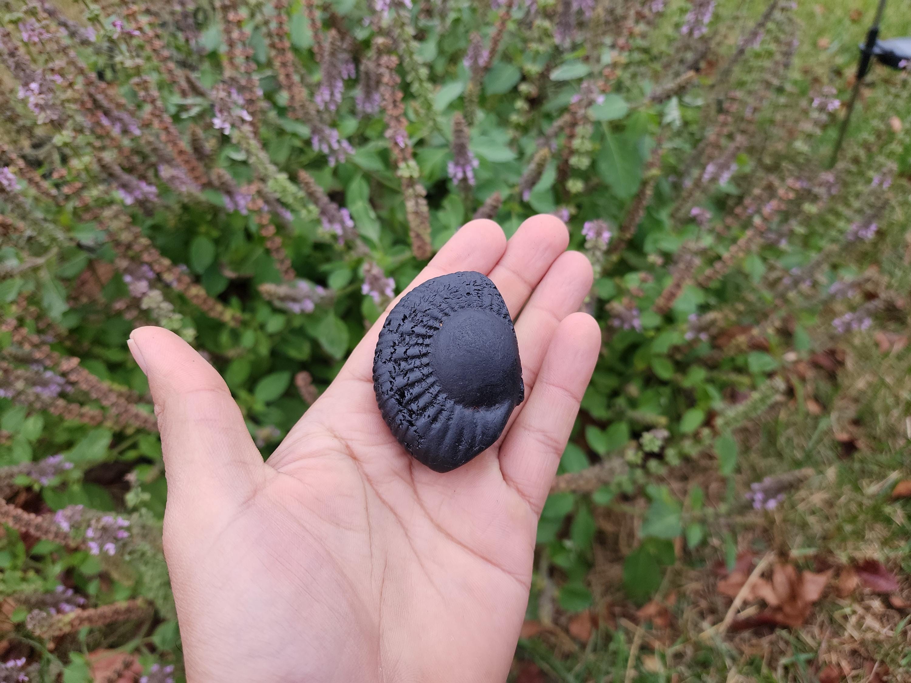 Half Moon Shaligram Stone: Divine Feminine Energy, Sacred Nepal Stone