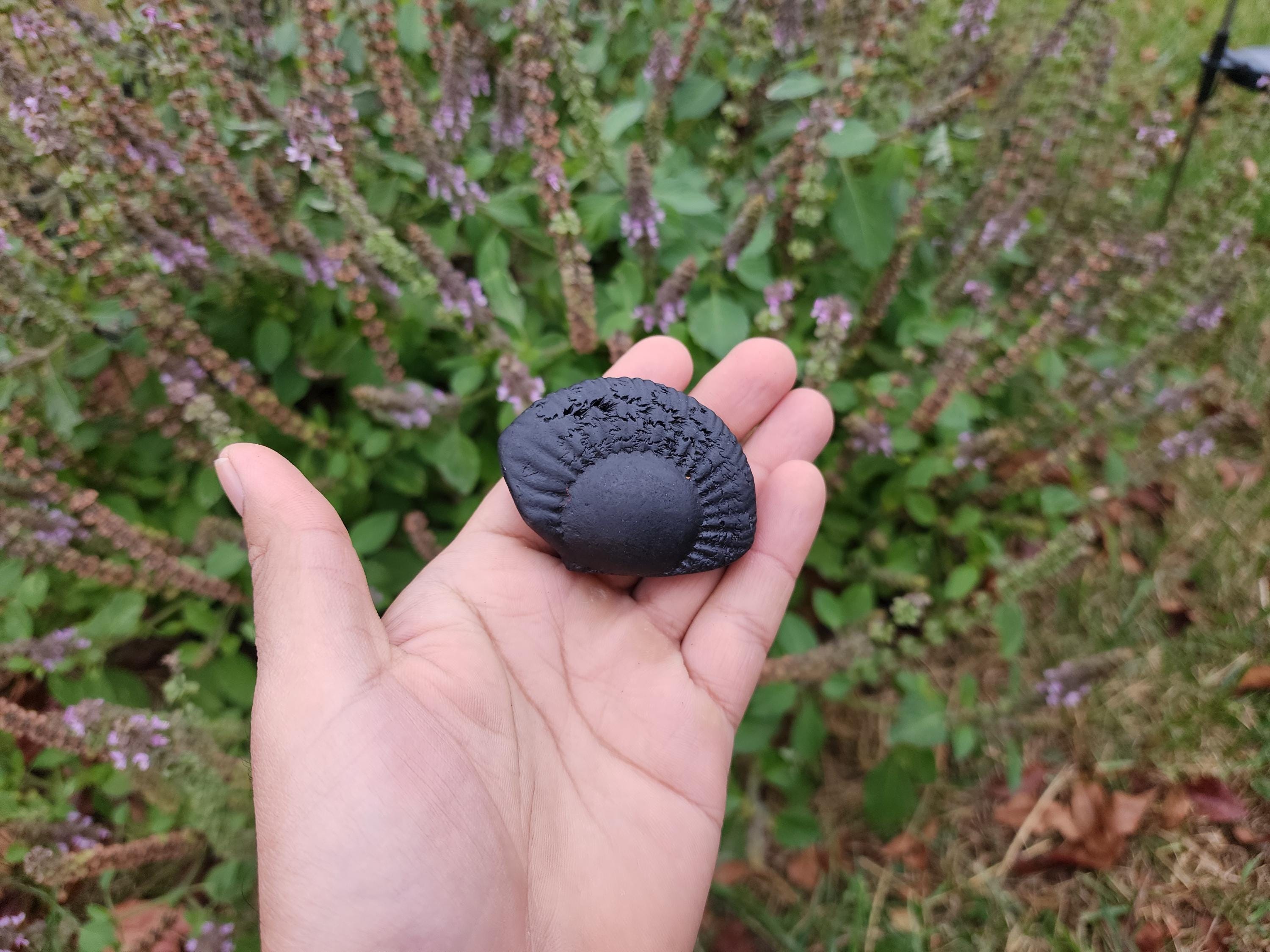 Half Moon Shaligram Stone: Divine Feminine Energy, Sacred Nepal Stone