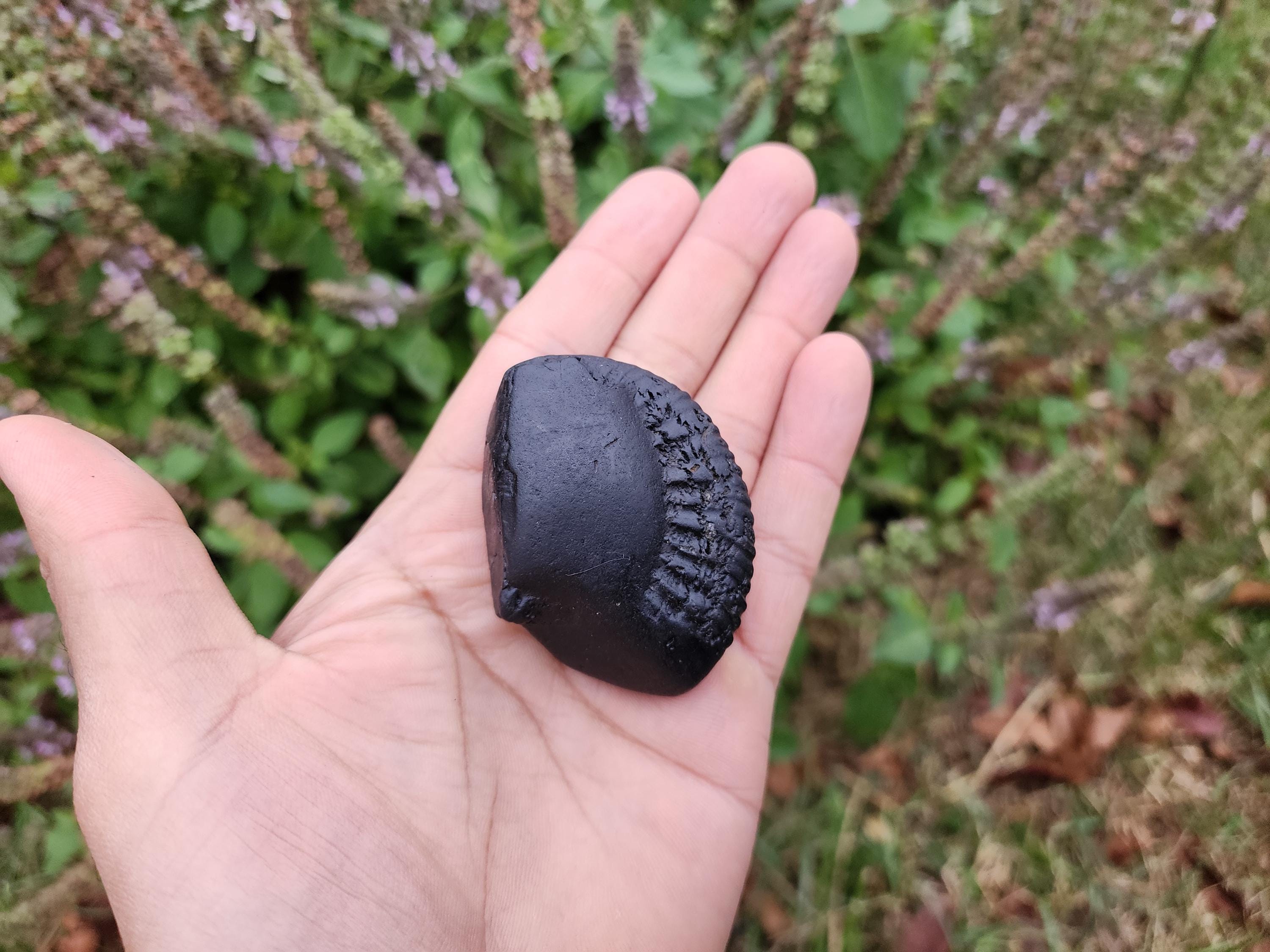 Half Moon Shaligram Stone: Divine Feminine Energy, Sacred Nepal Stone