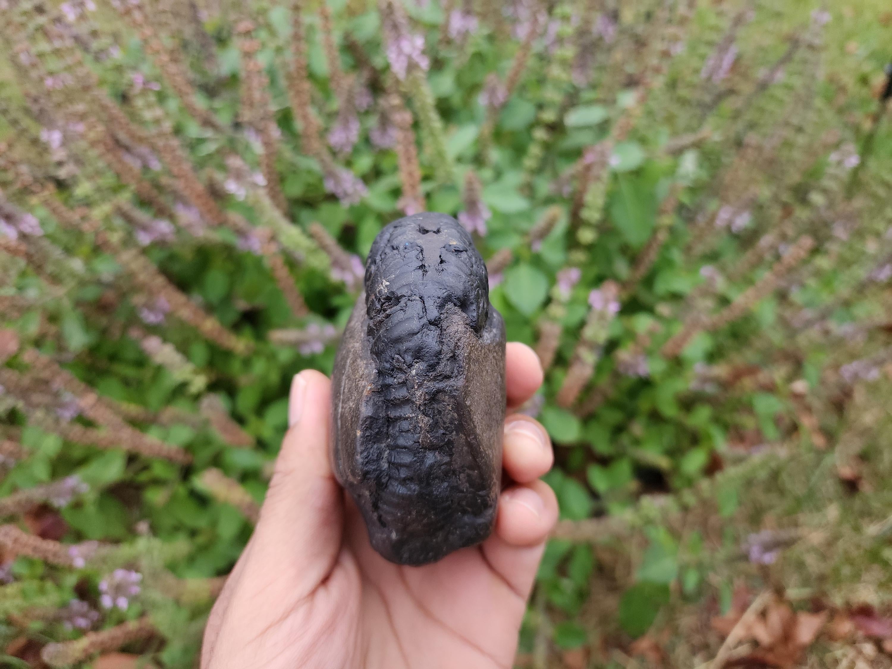 Large Chakra Shaligram Stone: Sacred Vishnu Fossil from Nepal