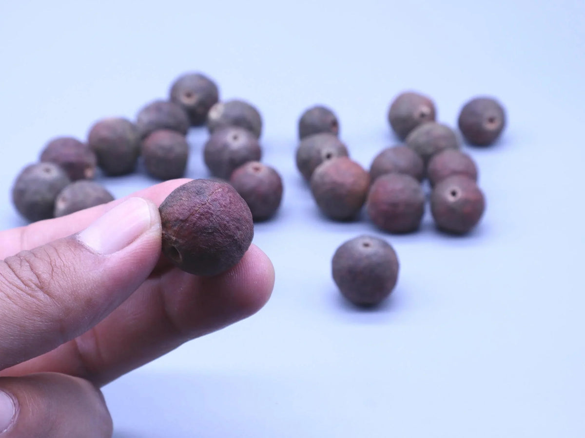 A hand holding a single brown Rudraksha bead with others scattered in the background.