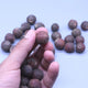 A person holding a single reddish-brown Rudraksha bead among several others on a plain background.