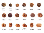 1 to 16 Faces (Mukhi) Premium Nepal Rudraksha, Collector Grade Large Himalayan Rudraksha Beads Spiritually Charged And Shipped From Nepal