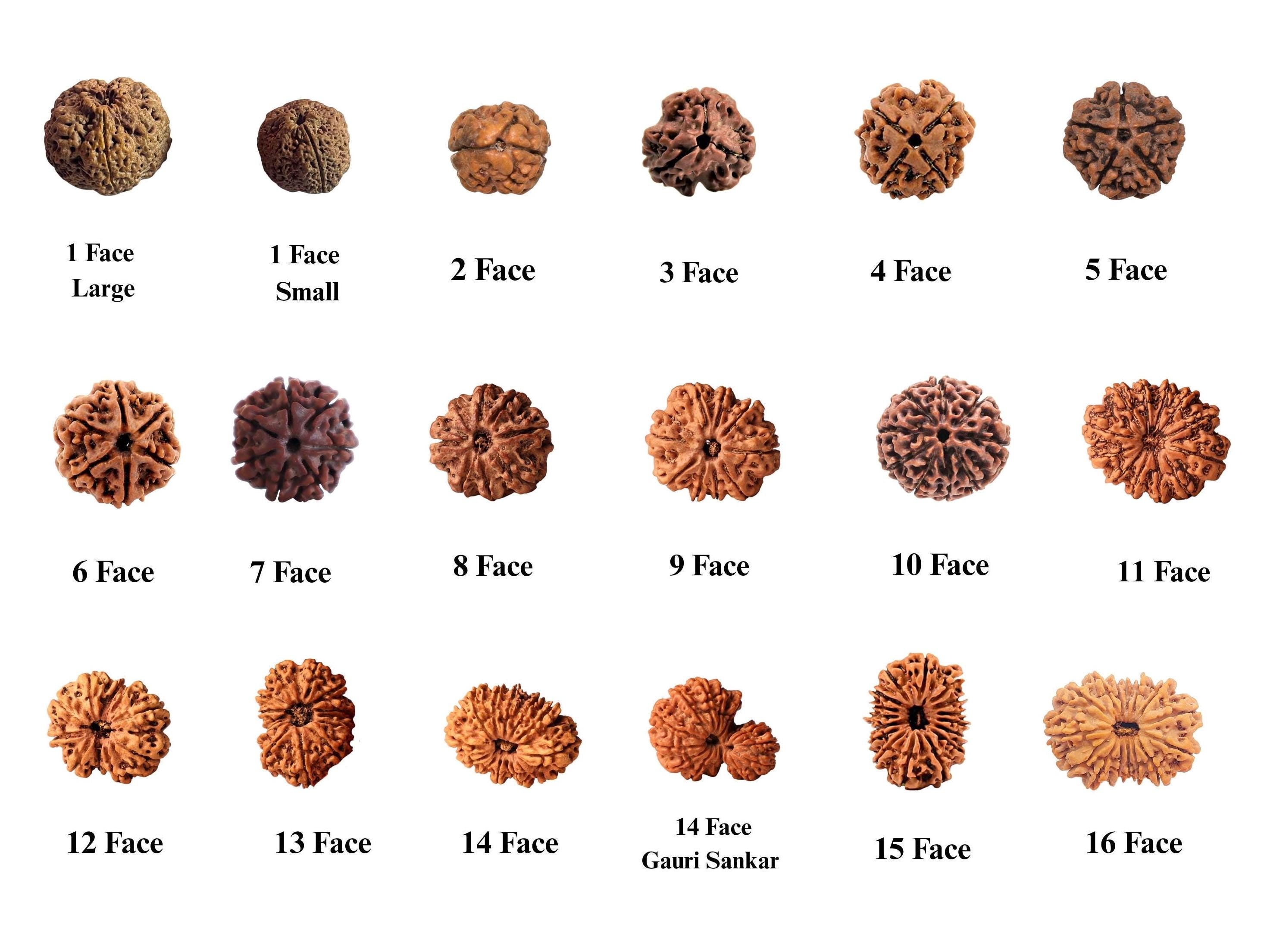 1 to 16 Faces (Mukhi) Premium Nepal Rudraksha, Collector Grade Large Himalayan Rudraksha Beads Spiritually Charged And Shipped From Nepal