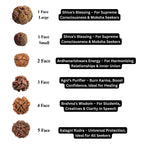 1 to 16 Faces (Mukhi) Premium Nepal Rudraksha, Collector Grade Large Himalayan Rudraksha Beads Spiritually Charged And Shipped From Nepal