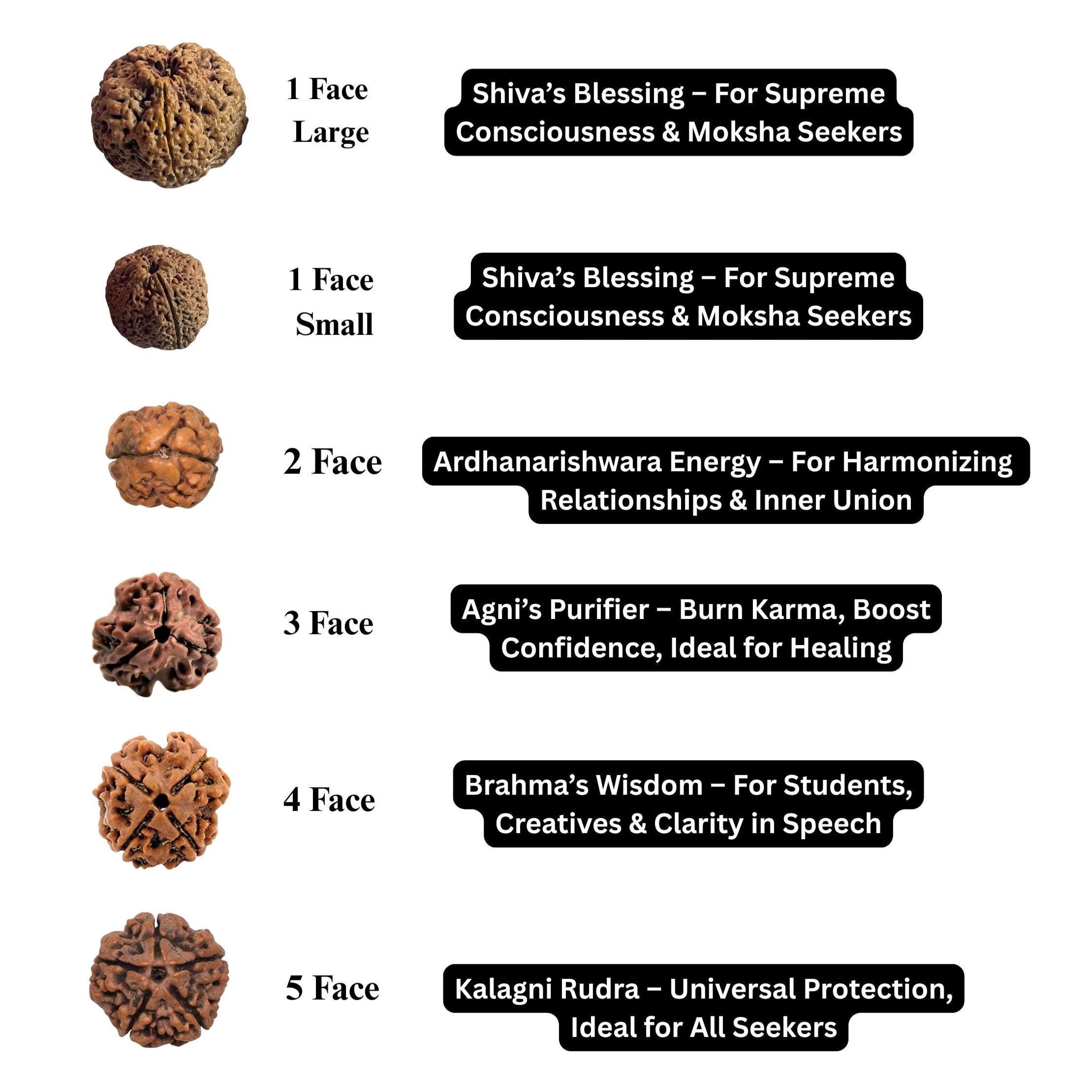 1 to 16 Faces (Mukhi) Premium Nepal Rudraksha, Collector Grade Large Himalayan Rudraksha Beads Spiritually Charged And Shipped From Nepal