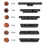 1 to 16 Faces (Mukhi) Premium Nepal Rudraksha, Collector Grade Large Himalayan Rudraksha Beads Spiritually Charged And Shipped From Nepal