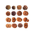 1 to 16 Faces (Mukhi) Premium Nepal Rudraksha, Collector Grade Large Himalayan Rudraksha Beads Spiritually Charged And Shipped From Nepal
