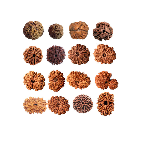 1 to 16 Faces (Mukhi) Premium Nepal Rudraksha, Collector Grade Large Himalayan Rudraksha Beads Spiritually Charged And Shipped From Nepal