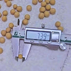 Authentic Bodhi Seed Beads: 7mm-15mm Loose Buddha Prayer Beads, Timal Nepal