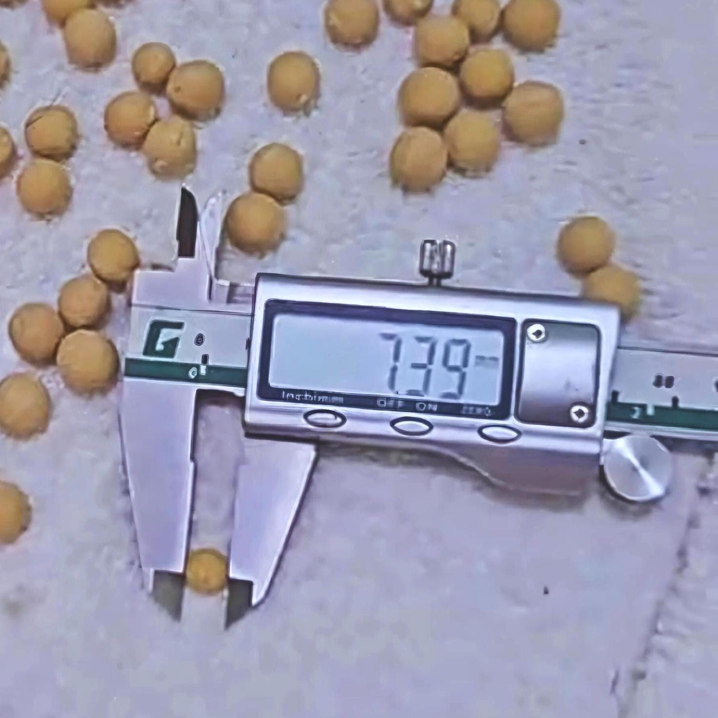 Authentic Bodhi Seed Beads: 7mm-15mm Loose Buddha Prayer Beads, Timal Nepal