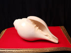 Sankha, Blowing Conch Shell, Naturally Forged Sacred Conch Of Sound And Spirit