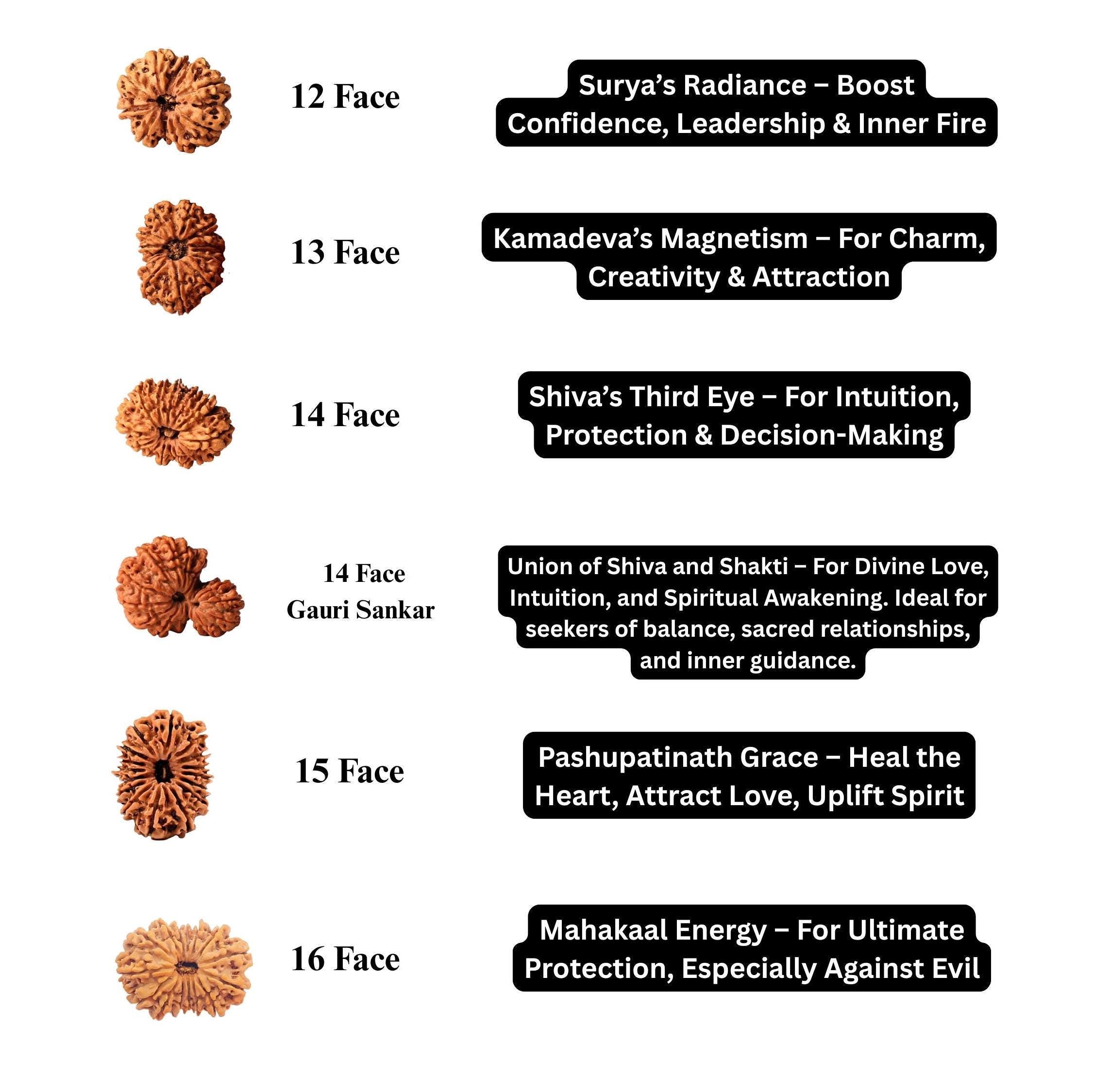 1 to 16 Faces (Mukhi) Premium Nepal Rudraksha, Collector Grade Large Himalayan Rudraksha Beads Spiritually Charged And Shipped From Nepal