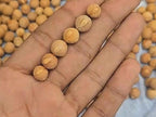 Authentic Bodhi Seed Beads: 7mm-15mm Loose Buddha Prayer Beads, Timal Nepal