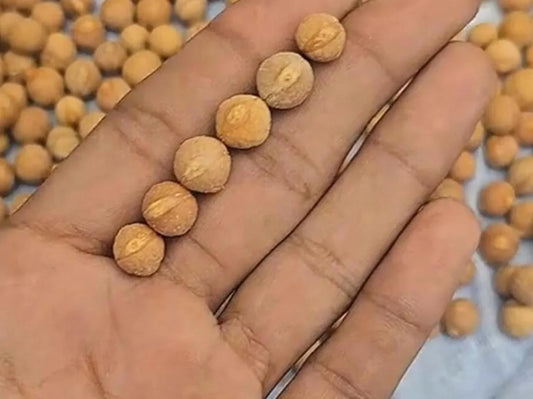 Authentic Bodhi Seed Beads: 7mm-14mm Loose Buddha Prayer Beads, Timal Nepal