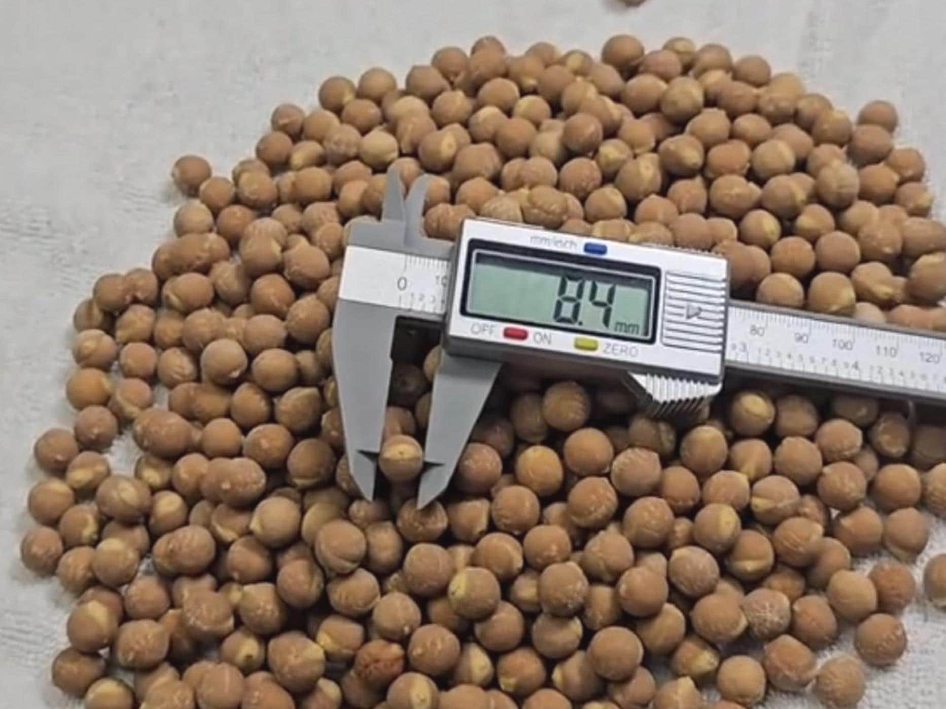 Authentic Bodhi Seed Beads: 7mm-15mm Loose Buddha Prayer Beads, Timal Nepal