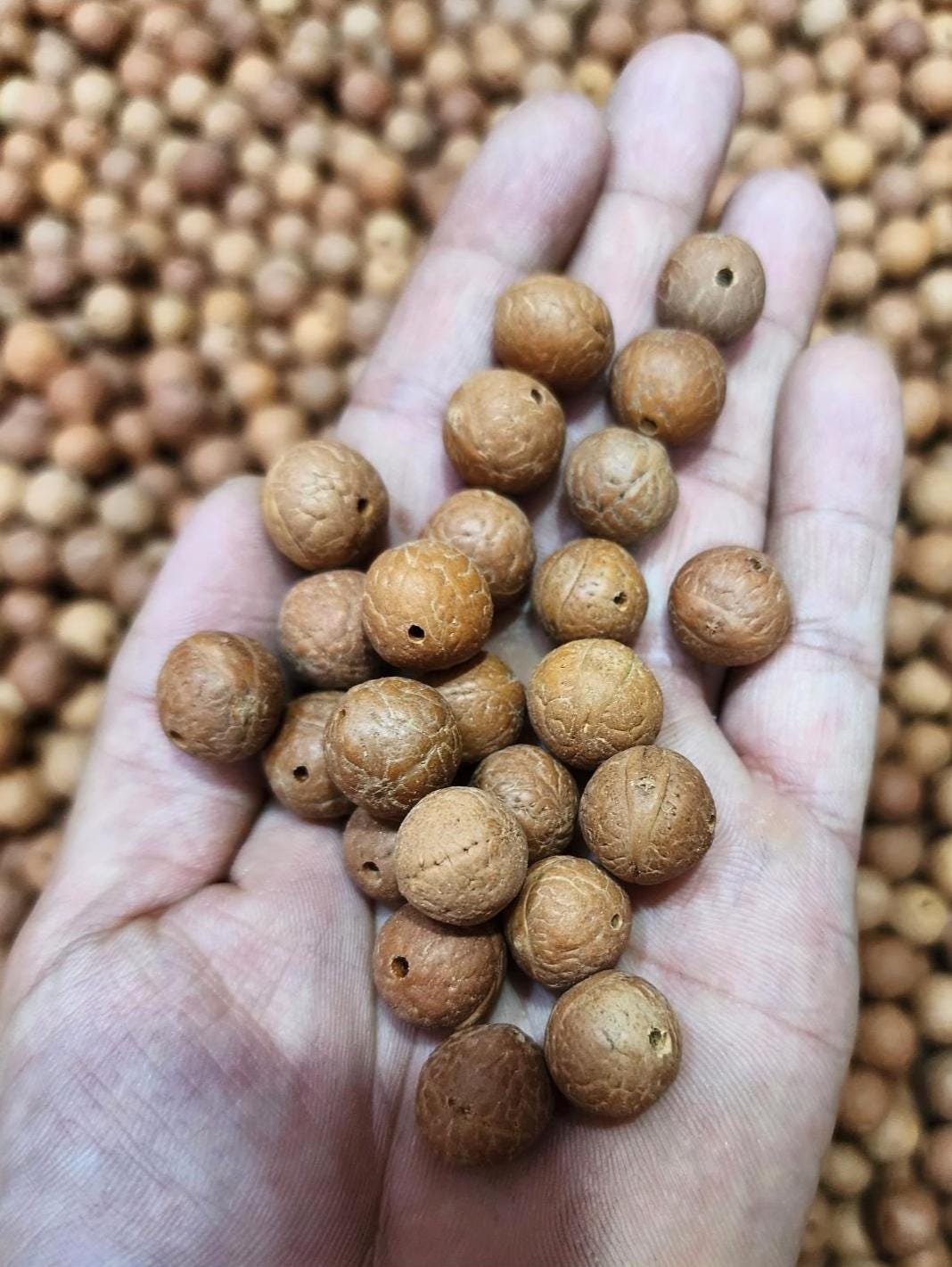 Authentic Bodhi Seed Beads: 7mm-15mm Loose Buddha Prayer Beads, Timal Nepal