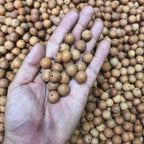 Authentic Bodhi Seed Beads: 7mm-15mm Loose Buddha Prayer Beads, Timal Nepal