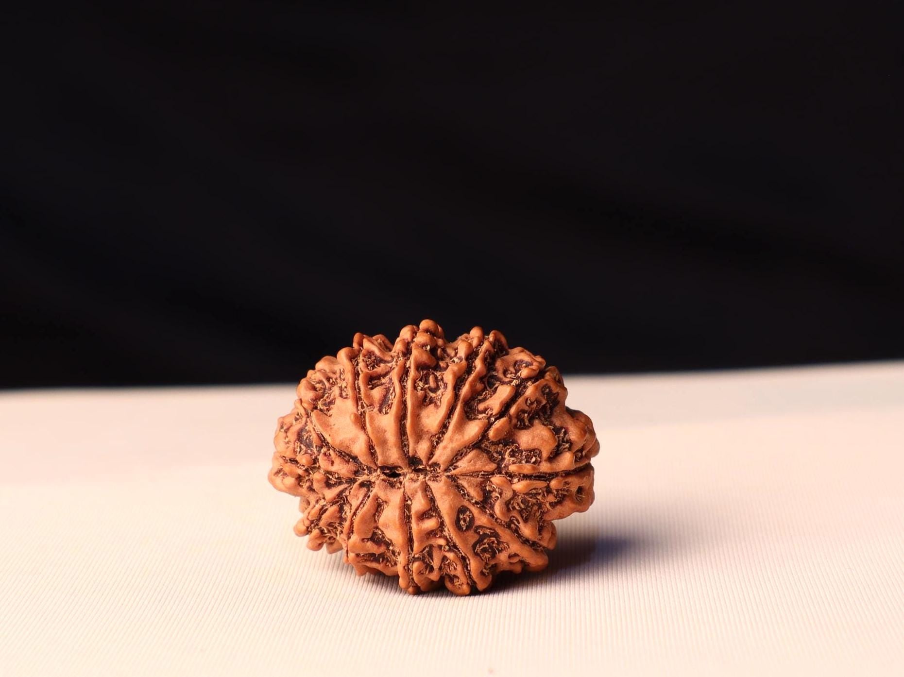 11 Mukhi Rudraksha Bead: Sacred Hanuman Rudrakshya From Nepal