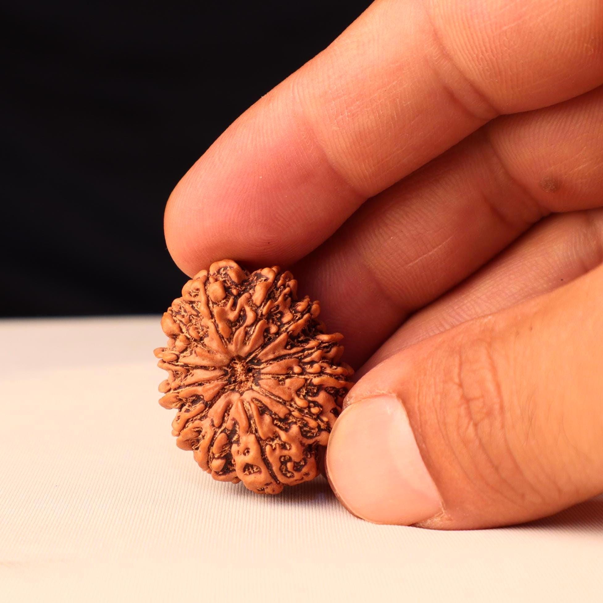 11 Mukhi Rudraksha Bead: Sacred Hanuman Rudrakshya From Nepal
