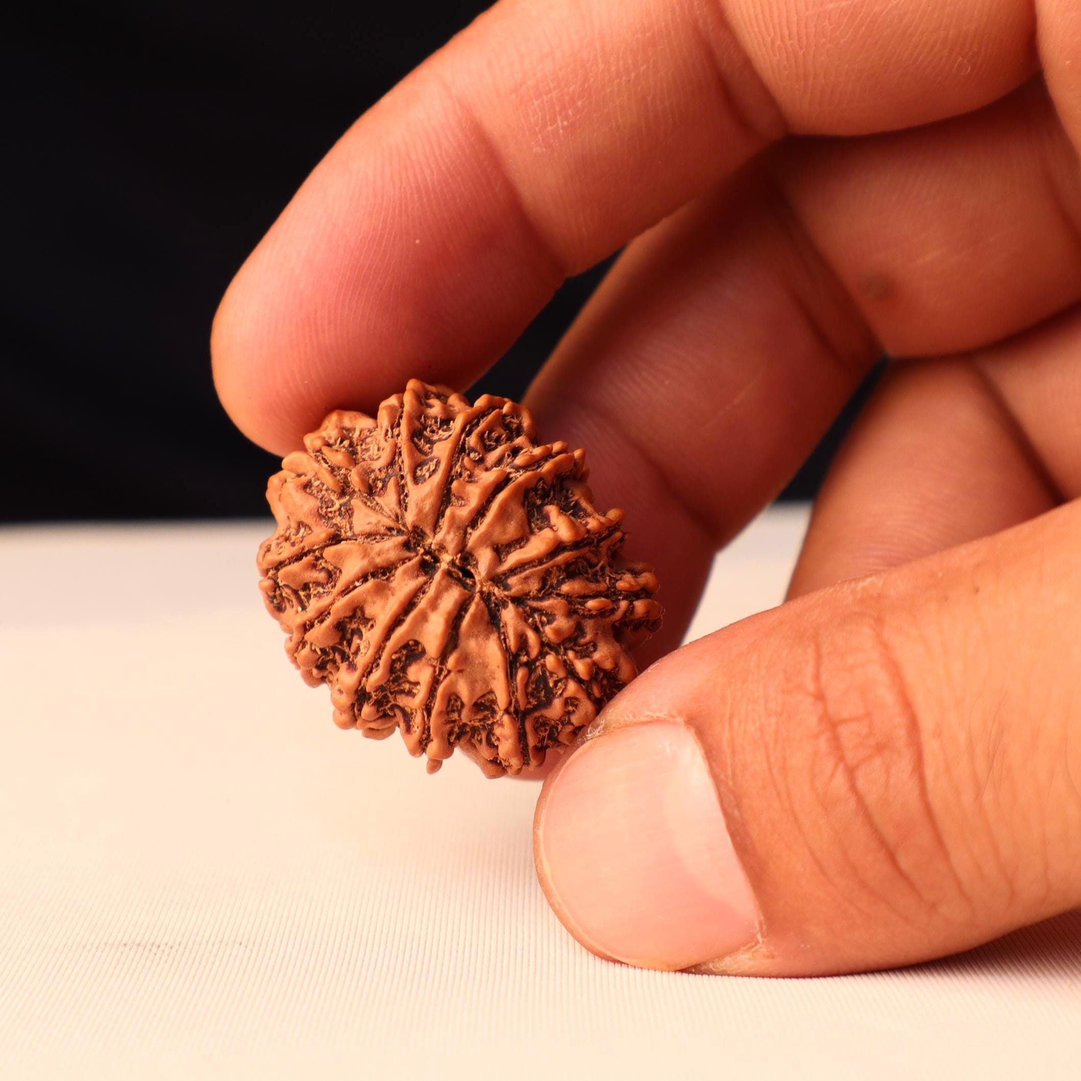 11 Mukhi Rudraksha Bead: Sacred Hanuman Rudrakshya From Nepal