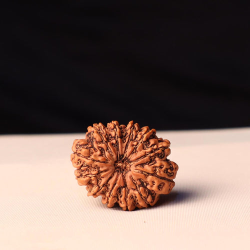 11 Mukhi Rudraksha Bead: Sacred Hanuman Rudrakshya From Nepal