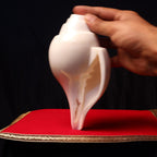 Sankha, Blowing Conch Shell, Naturally Forged Sacred Conch Of Sound And Spirit