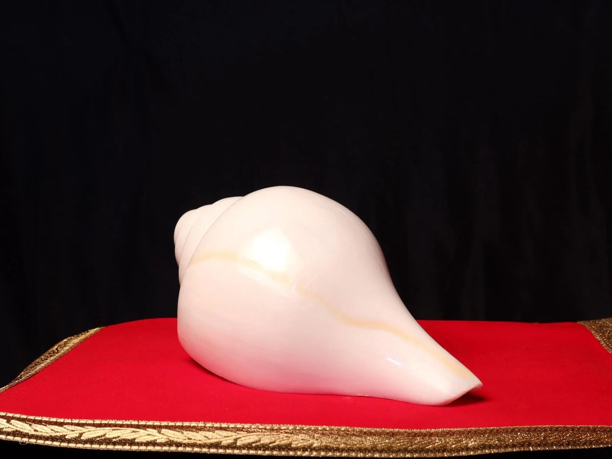 White polished Shankha conch shell on a red velvet cushion