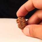 Authentic 14 Mukhi Rudraksha Bead: Nepal Origin, Saturn & Hanuman Blessing