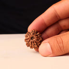 8 Mukhi Rudraksha Bead, Authentic Eight Face Rudraksha From Nepal, Premiun Quality Large Beads