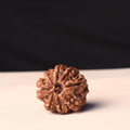 8 Mukhi Rudraksha Bead, Authentic Eight Face Rudraksha From Nepal, Premiun Quality Large Beads