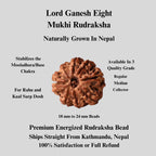 8 Mukhi Rudraksha Bead, Authentic Eight Face Rudraksha From Nepal, Premiun Quality Large Beads