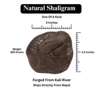 Shaligram Shila: Lord Shiva Stone - Kali Gandaki River, Nepal