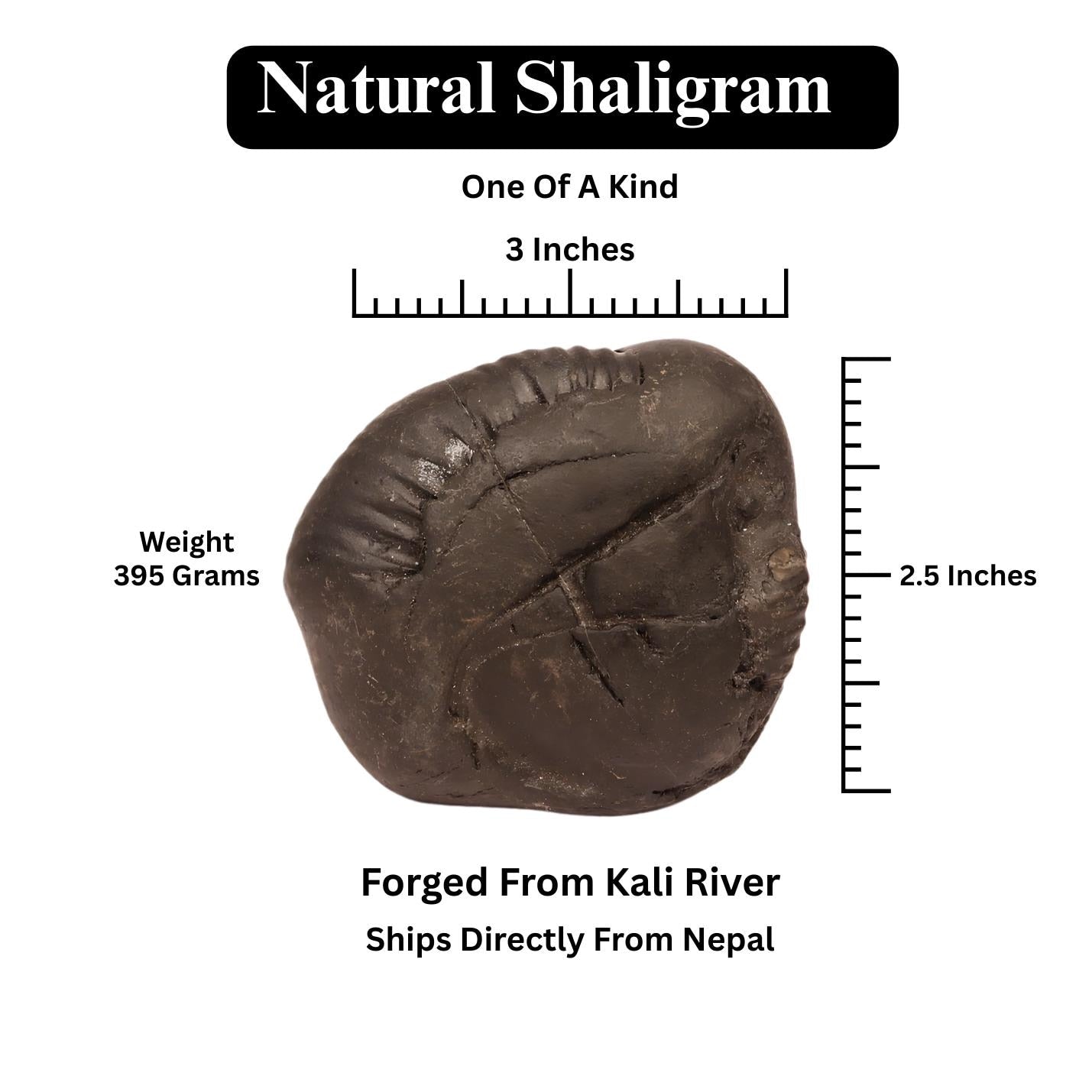 Shaligram Shila: Lord Shiva Stone - Kali Gandaki River, Nepal