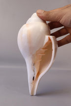 Blowing Conch Shell Shankha: Sacred Sound & Spirit - Turbinella Pyrum