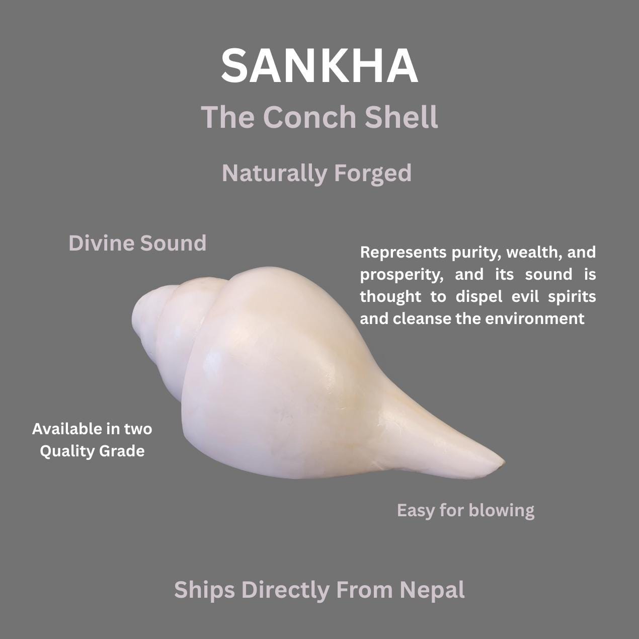 Blowing Conch Shell Shankha: Sacred Sound & Spirit - Turbinella Pyrum