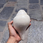 Rare 5-Line Shankha Conch Shell: Sacred Spiritual Cleansing Decor