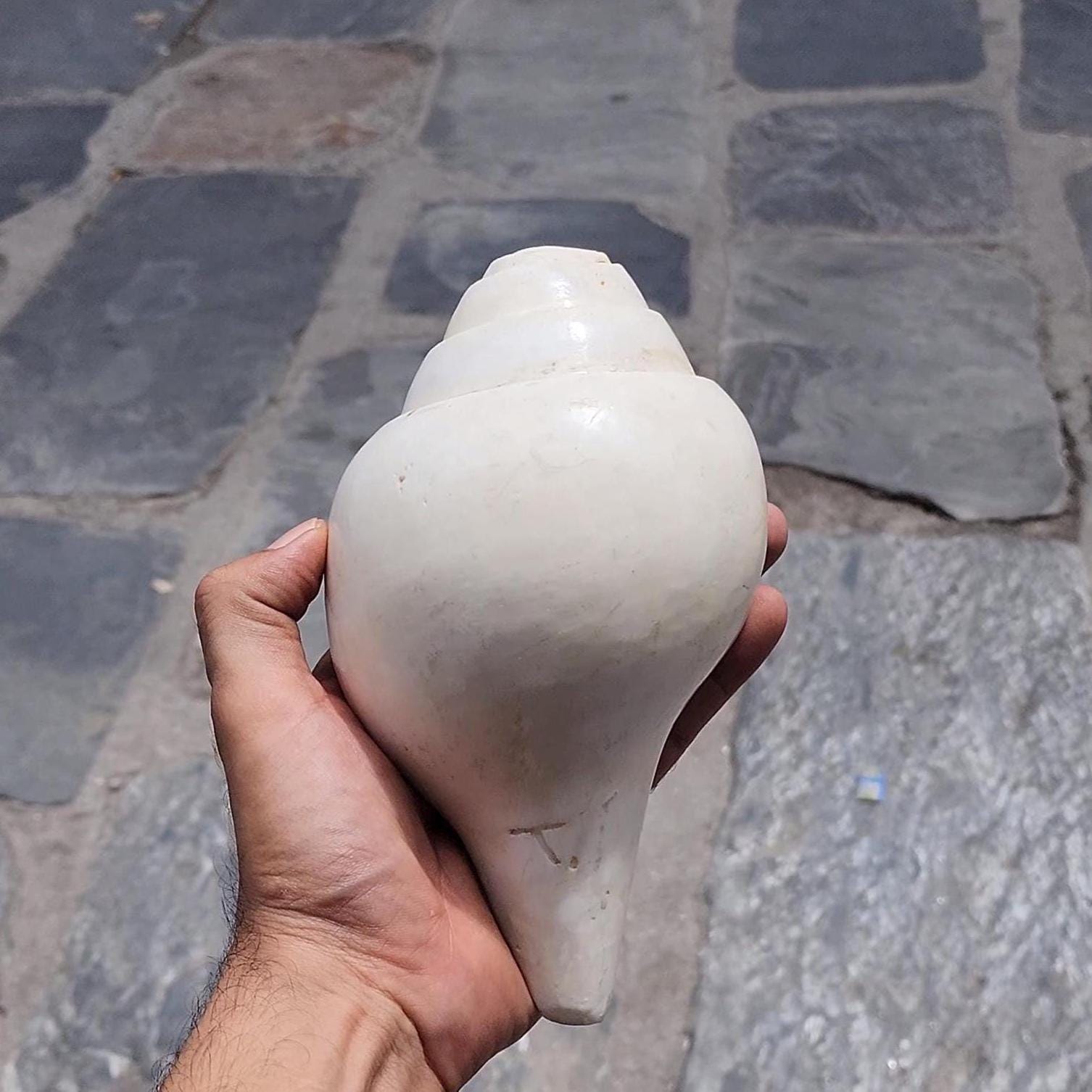 Rare 5-Line Shankha Conch Shell: Sacred Spiritual Cleansing Decor