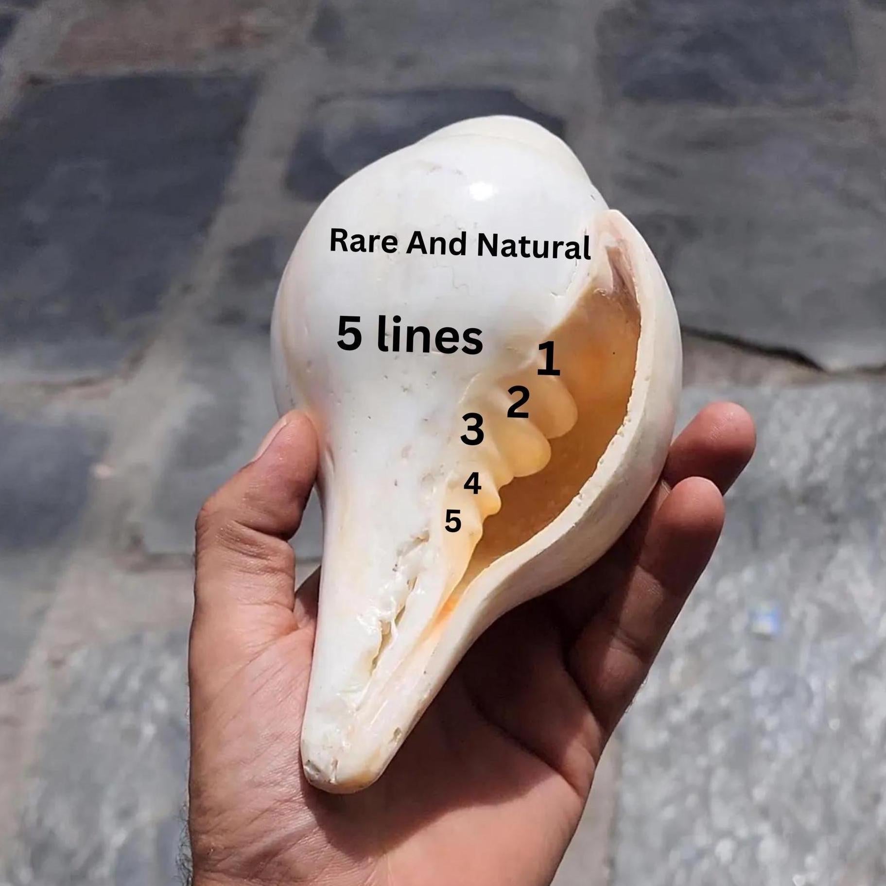 Rare 5-Line Shankha Conch Shell: Sacred Spiritual Cleansing Decor