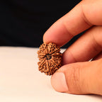 Authentic 14 Mukhi Rudraksha Bead: Nepal Origin, Saturn & Hanuman Blessing