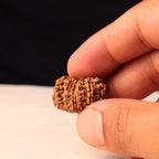 Authentic 14 Mukhi Rudraksha Bead: Nepal Origin, Saturn & Hanuman Blessing